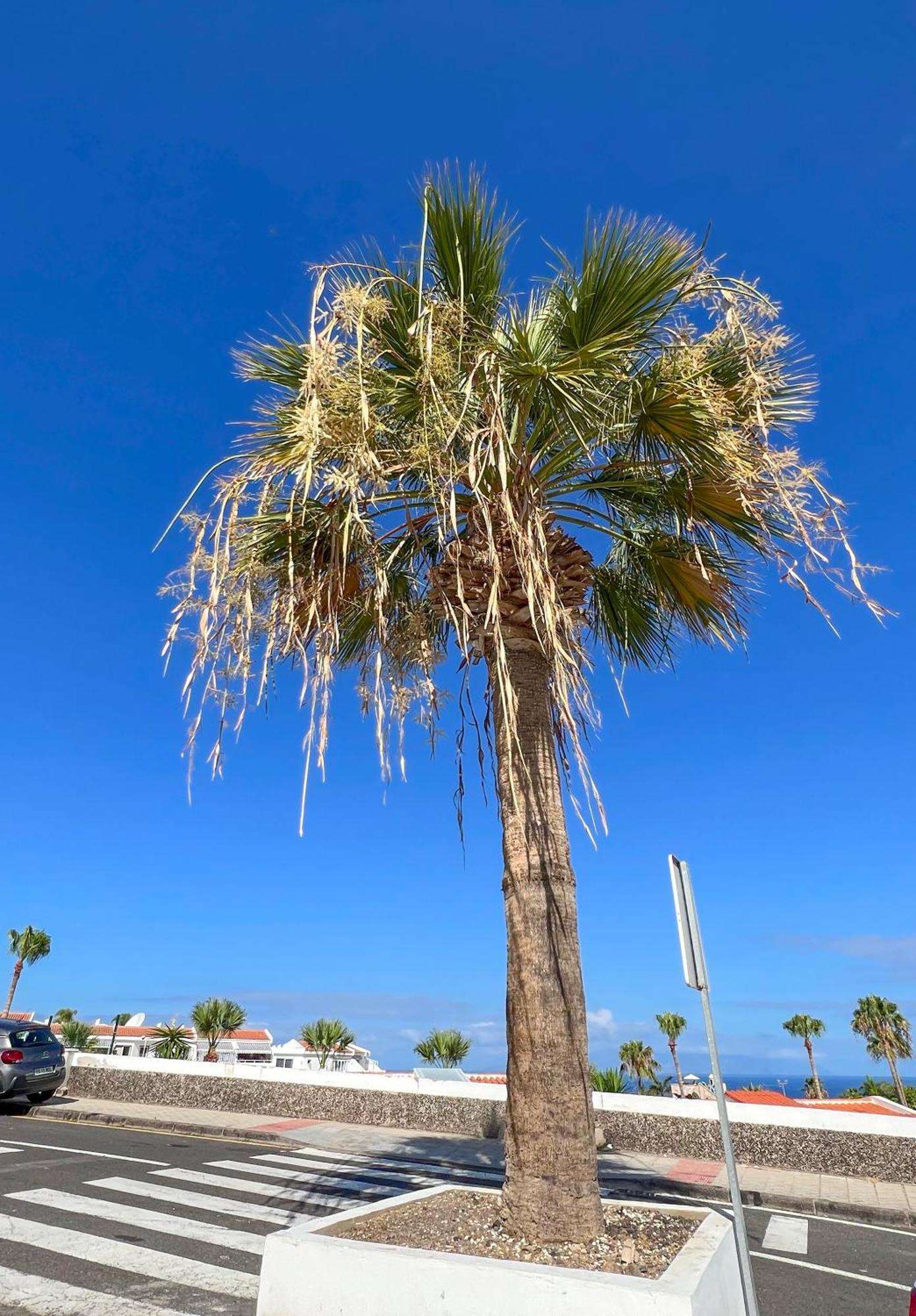 Apartamento El Paraiso Costa Adeje  Bagian luar foto